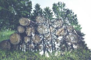 Harvesting wood from the forest