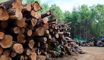 What Type of Methods Do Timber Harvesting Services Use?