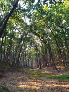 Dense forest
