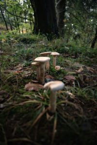 Healthy forests are biodiverse and well-managed to achieve full sustainability