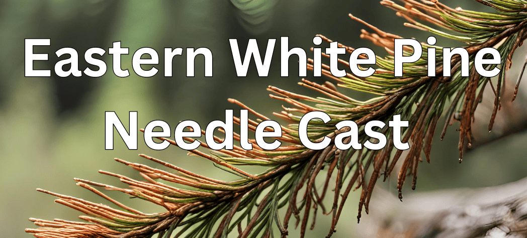 The Growing Concern of White Pine Needle Cast