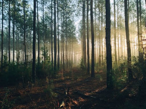 What Does “Sustainable Logging” Mean?