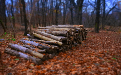 The Importance of Sustainable Logging Practices for Maine Woods