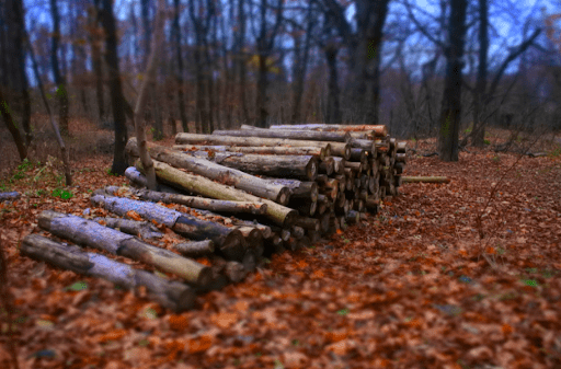 How Does Timber Management & Land Management Increase Biodiversity?