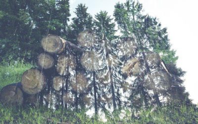 Here Are The 3 Types Of Selective Harvests You Should Know About