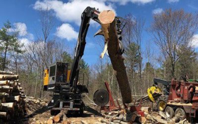 Even-Aged vs. Uneven-Aged Forest Management