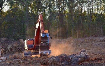 How Does Wood Harvesting Affect the Environment?