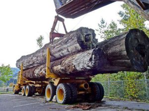 A vehicle taking forest trees wood of an expert logging service