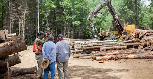 What Are The Best Forest Management Practices and Techniques To Follow?