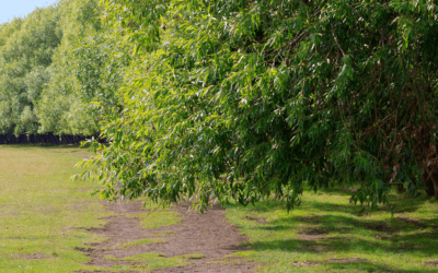 Maine Boundary Marking: Your Quick Guide To Marking Boundaries