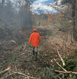 What Types of Methods Do Timber Harvesting Services Use?