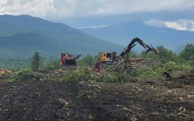 Benefits of Forest Management in New Hampshire