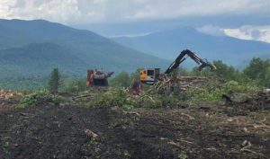 A timber harvesting service removing trees