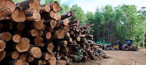 What Type of Methods Do Timber Harvesting Services Use?