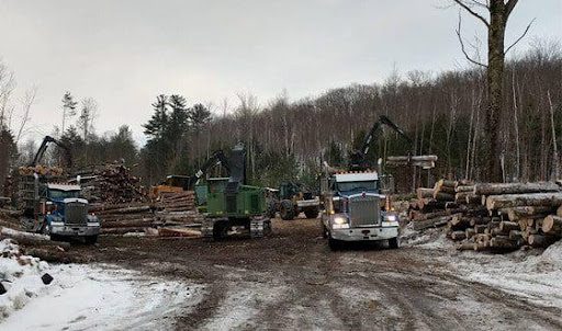Is Your Timber Worth Selling? Let’s Find Out!