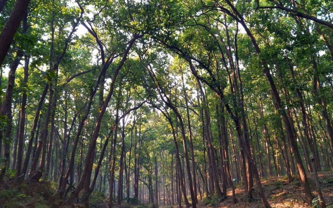 Why, When, and How to Clear Forested Land