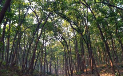 Why, When, and How to Clear Forested Land