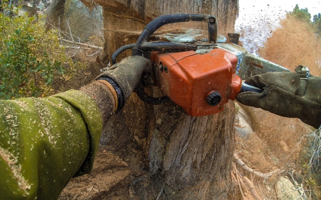 Methods of Wooded Land Clearing You Should Know