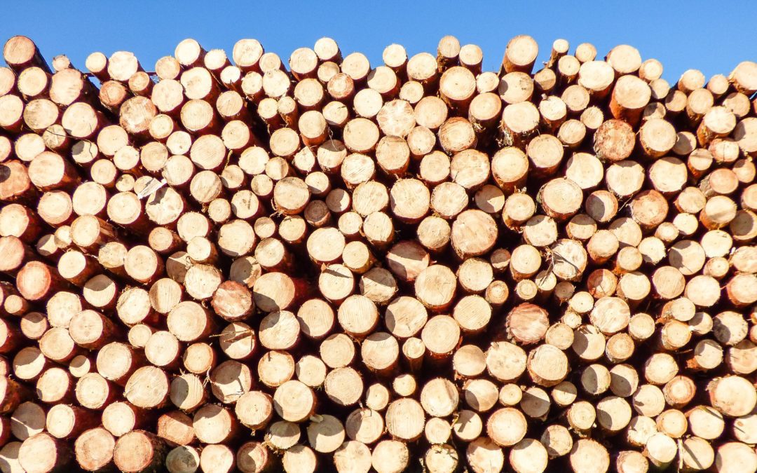 The Complete Landowner’s Guide to Maine Logging