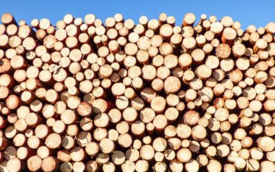 The Complete Landowner’s Guide to Maine Logging