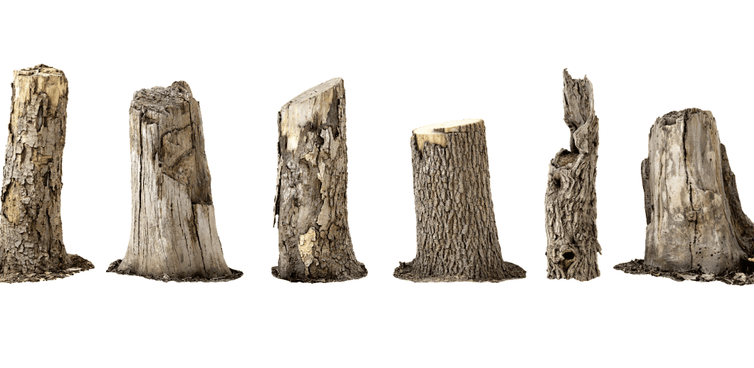 Addressing Oak Tree Die-Off in Maine: A Guide for Landowners (Updated December 2023)