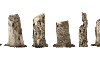 Addressing Oak Tree Die-Off in Maine: A Guide for Landowners (Updated December 2023)