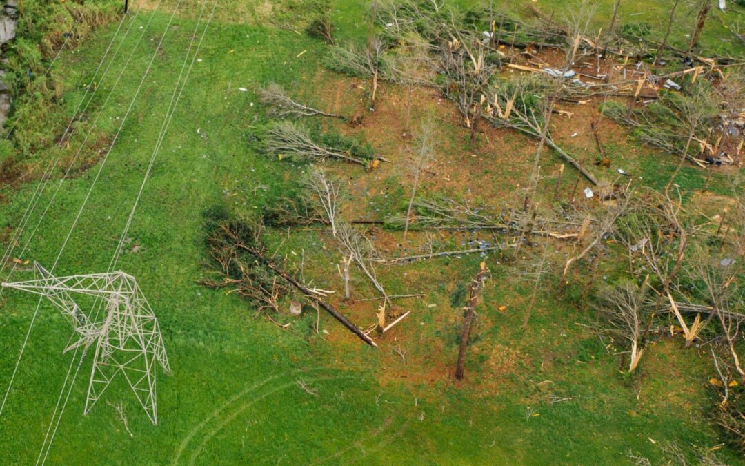 Storm Damage to Trees in the Recent Storm? Harvest Before It’s Too Late!