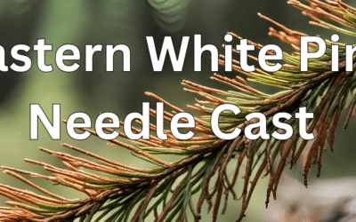 The Growing Concern of White Pine Needle Cast