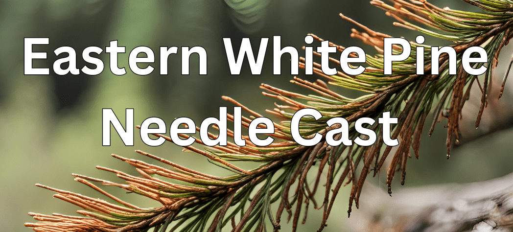 The Growing Concern of White Pine Needle Cast
