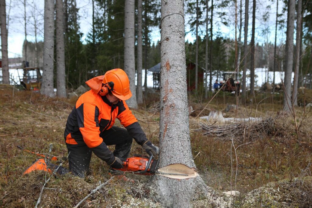 Logger working with a handheld chainsaw in a well managed timber stand with clear improvements
