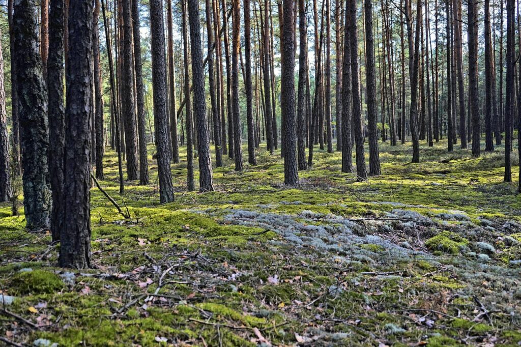 Mulched forest ready for timber harvest
