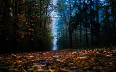 Why Forest Mulching is the Perfect Partner Service for Timber Harvesting