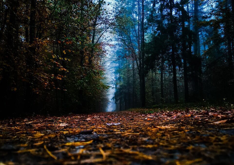 Why Forest Mulching is the Perfect Partner Service for Timber Harvesting