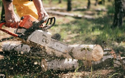 Autumn Checklist: Prepare Now for a Successful Winter Tree Harvest