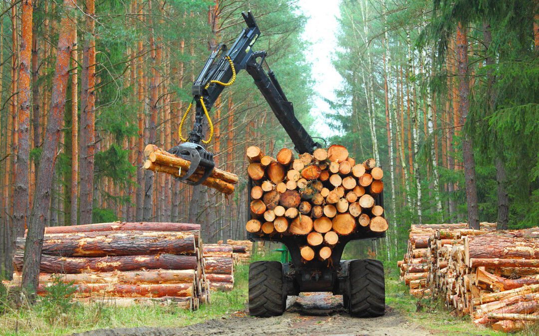 Forest Clearing: What It Includes and When You Need More Than Basic Lot Clearing