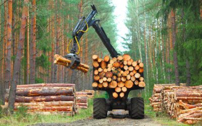 Forest Clearing: What It Includes and When You Need More Than Basic Lot Clearing